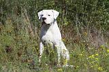 DOGUE ARGENTIN 028